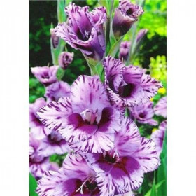 Пассос 10/12 10шт