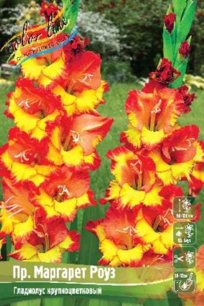 Пр. Маргарет Роуз 10/12 10шт