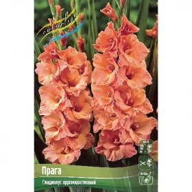 Прага 10/12 10шт