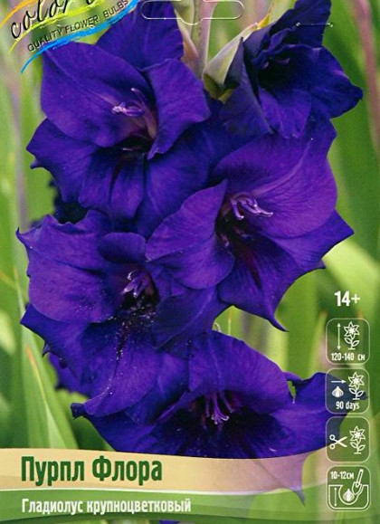 Пурпл Флора 10/12 10шт
