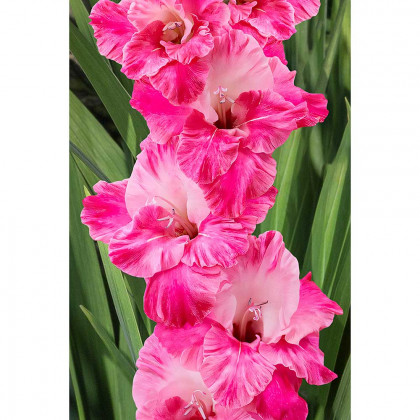 Хьюго 10/12 10шт