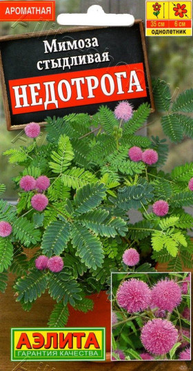 Недотрога Ц(А)