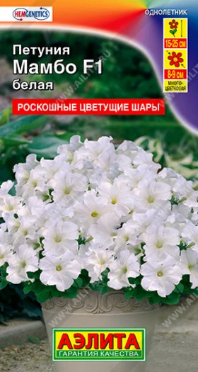 Мамбо белая многоцветковая Ц(А)