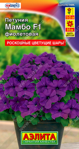 Мамбо фиолетовая многоцветковая Ц(А)
