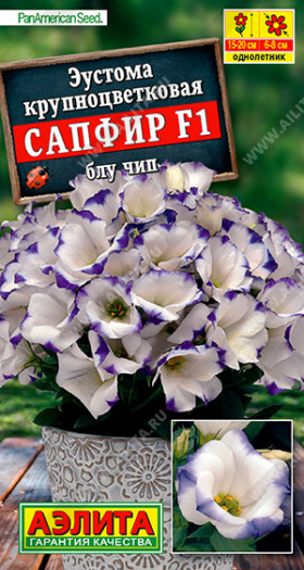 Сапфир Блу Чип крупноцветковая Ц(А)