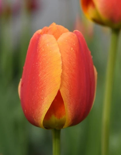 Апелдорнз Элит гибрид Дарвинов 11-12, 10шт Поиск