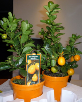 Кумкват Фукушу 1шт Поиск