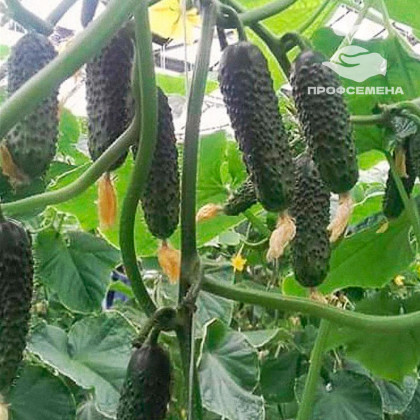 СВ 4097 F1 (250шт) Seminis