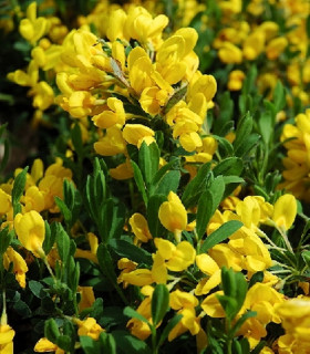 Ройял Голд 1шт