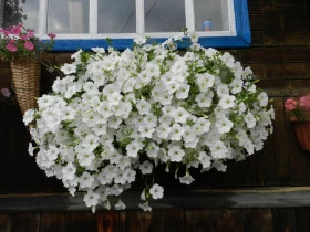 Опера (100шт) Вайт ампельная