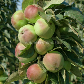 Каскад колонновидная/подвой 54-118 полукарл 1шт/сетка Поиск