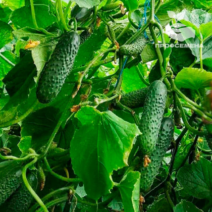 Мадрилене (250шт) Seminis