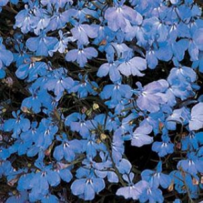 Лобелия Регата (100шт) Скай Блю ампельная