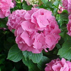 Букет Роуз (розовая) / Поиск