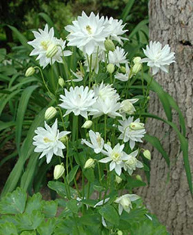 Лайм Сорбет/ Поиск