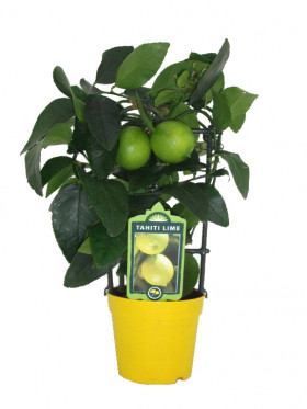 Лайм Таити 1шт Поиск