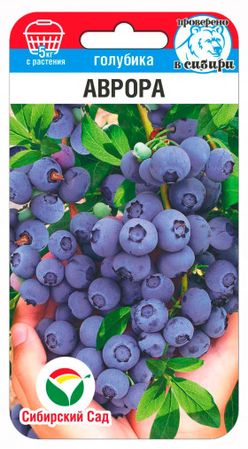 голубика Аврора 10шт СС