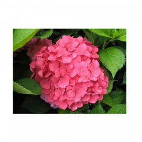 Альпенглюхен 1шт Поиск