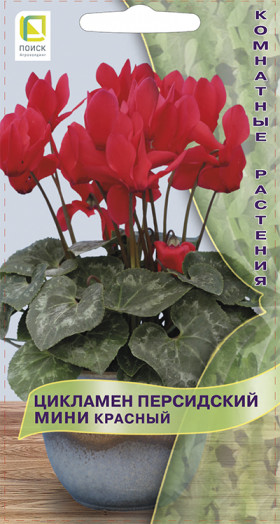 Персидский Красный мини 2шт Ц(Поиск)
