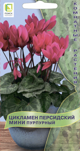 Персидский Пурпурный мини 2шт Ц(Поиск)