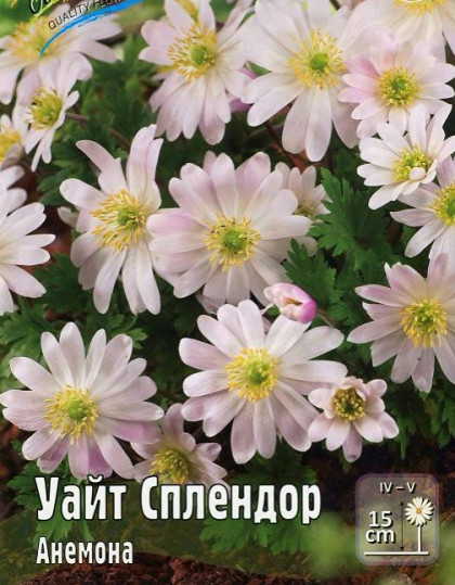 Уайт Сплендор 10шт