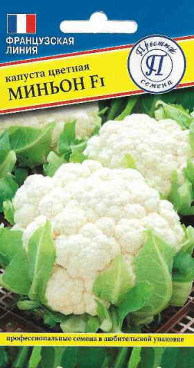 цветная Миньон 10шт Ц(П)