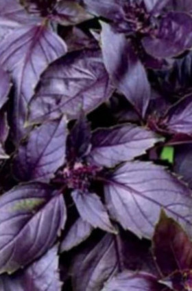 Черный принц 0,3 г Ц(Н)