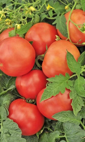 Яблонька России Ц(Н)