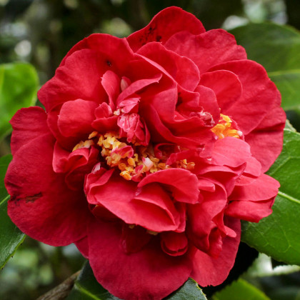 Вильям Бартлетт 1шт Поиск