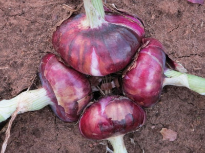 Шалот Истобенский Киров