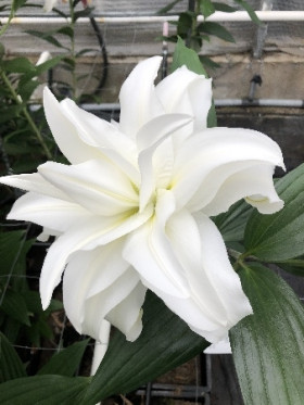 Roselily Самуэла (вост,махр) 5шт