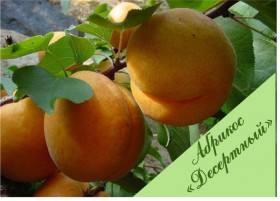 Десертный 1шт\сетка Поиск