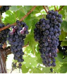 Аттика (оя. ранний, фиолет, овальн) Поиск