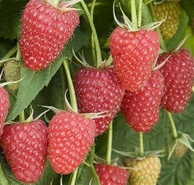 Атлант (красный, крупный) Поиск