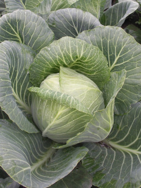 Ринда 10шт /Элитные семена