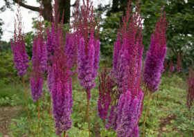 Пурперкерце 1шт