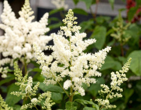 Ю Энд Ми Тугезе 1шт