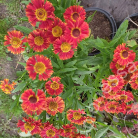 Марьячи Ранчера 1шт