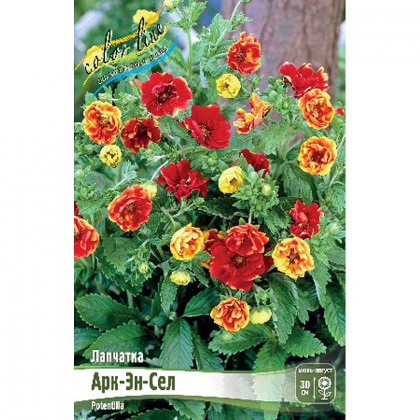 Арк-Эн-Сел 1шт