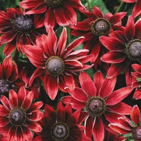 Шерри Бренди 1шт