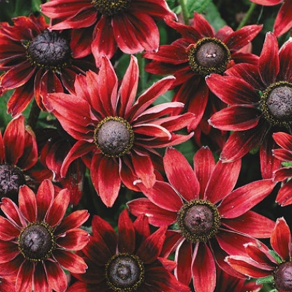 Шерри Бренди 1шт