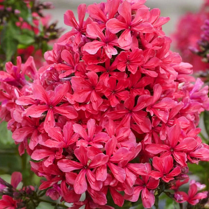 Клеопатра  2шт