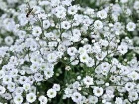 Паникулята Уайт 2шт