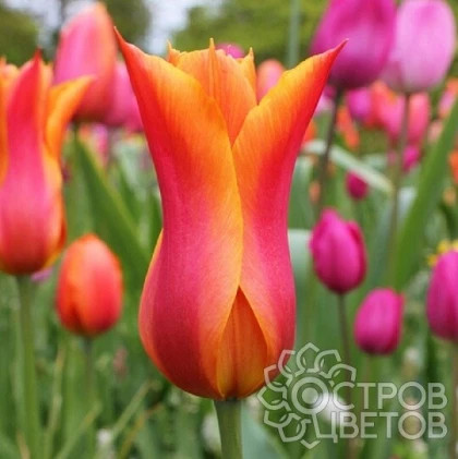 Балерина лилиецвет. 11-12, 10шт Поиск