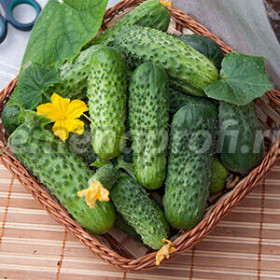 Вероника 100шт Поиск