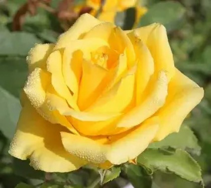 Латина (ЗКС) ЖИЛЯК