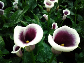 Пикассо 2шт