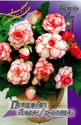 Пикоти Белая\Красная 3шт