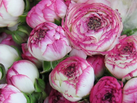 Пикоти Розовый 10шт