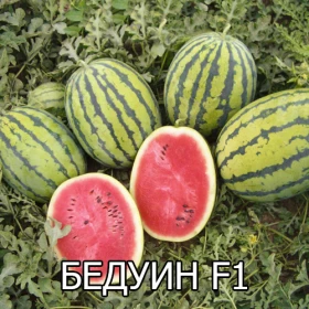Бедуин 5шт/ Элитные Семена